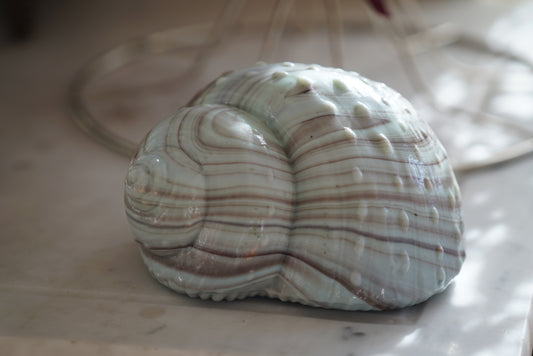 Glass shell