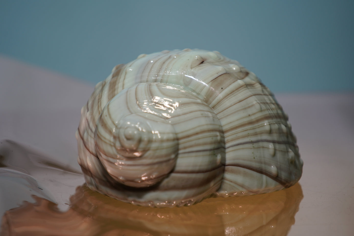 Glass shell